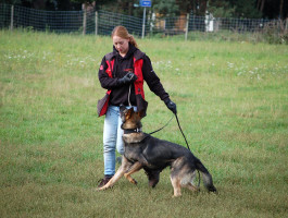 Impression of obedience training